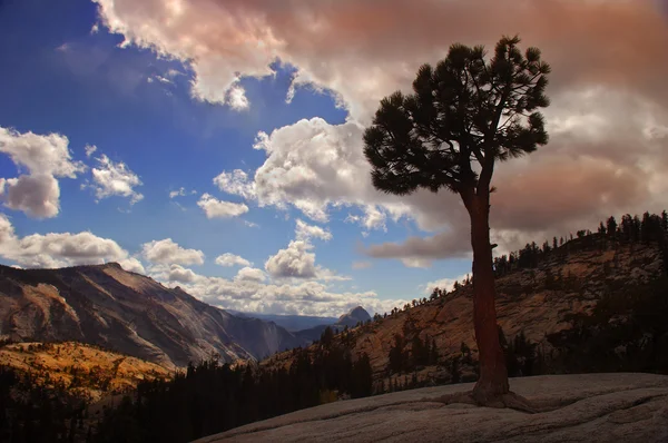 Yalnız ağaç Yosemite — Stok fotoğraf