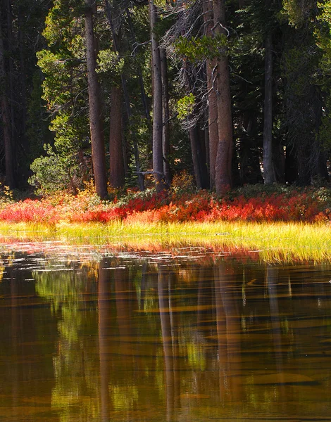 Yosemite Pond — Stock Photo, Image