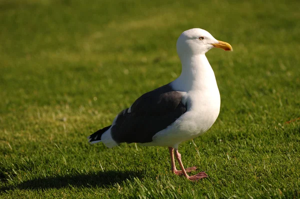 The Perfect Seagull — Stock Photo, Image