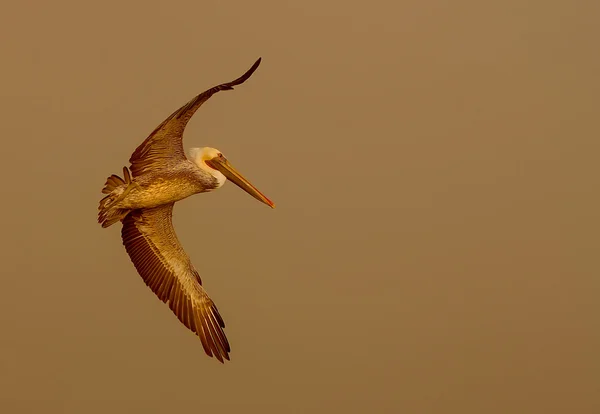 Pelicano vai para o nevoeiro — Fotografia de Stock