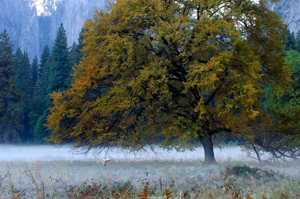 Yosemite dolina 2 — Zdjęcie stockowe