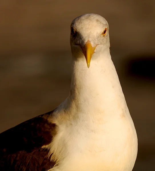 Portrait of a Seagull — Stock Photo, Image