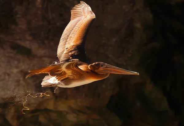 Pelicano aliviando-se — Fotografia de Stock