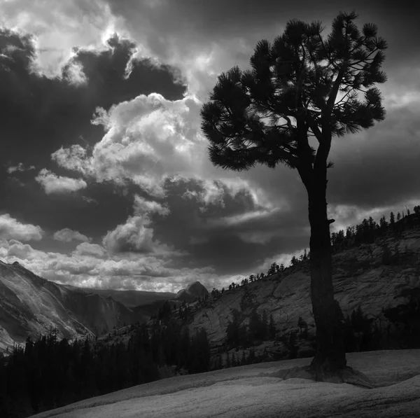 Yalnız ağaç Yosemite — Stok fotoğraf