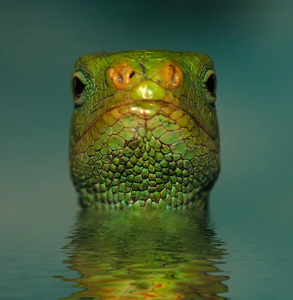 Lizard In The Water — Stock Photo, Image