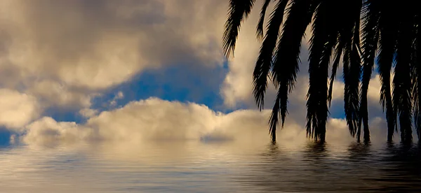 Palmier dans l'eau — Photo