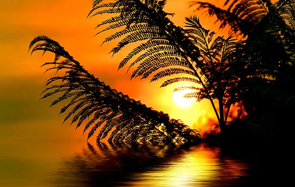 Ferns At Sunrise — Stok Foto