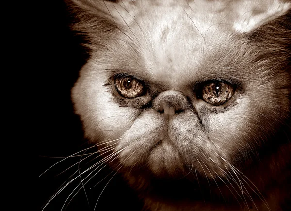 Very Angry Persian Cat