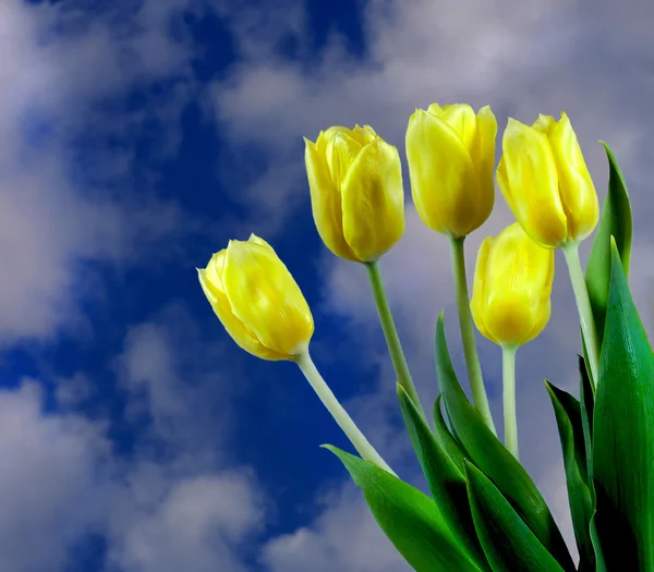 Bouquet of Tulips — Stock Photo, Image