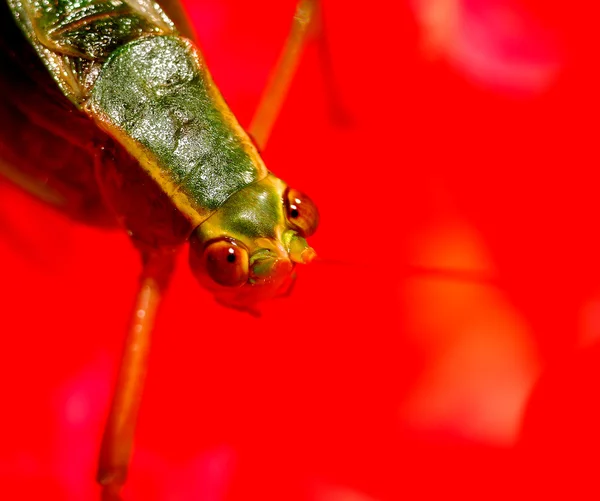 Grasshoppers Eyes — Stock Photo, Image