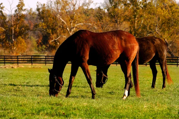 Kentucky koňská farma — Stock fotografie