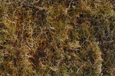 Dormant Grass background clipart
