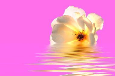 White Rose on Pink in water clipart