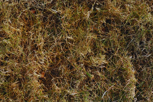 Сплячі фоном трава — стокове фото