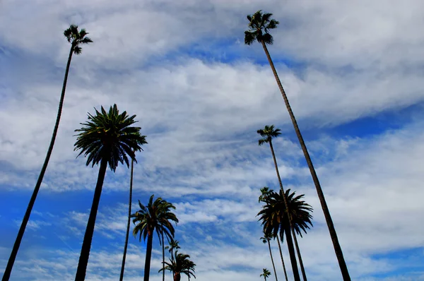 Беверлі-Хіллз пальми — стокове фото