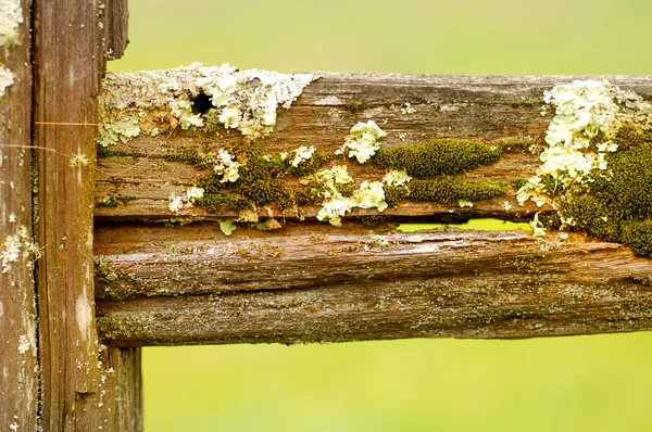 Moss și lichen — Fotografie, imagine de stoc