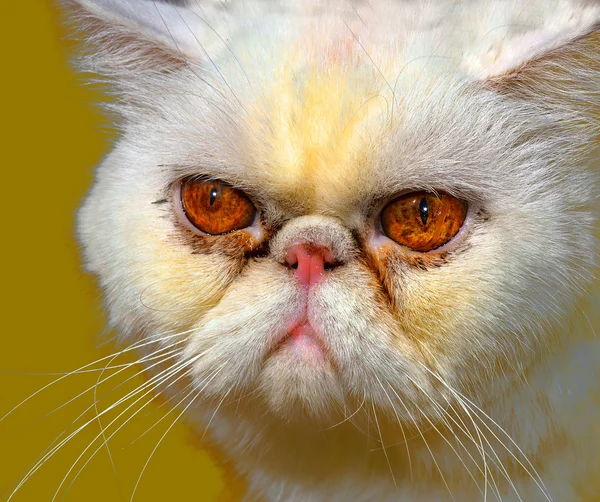 Dühös Perzsa macska — Stock Fotó