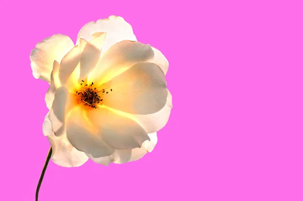 Witte roos op roze — Stockfoto