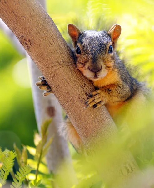 stock image Squirrel