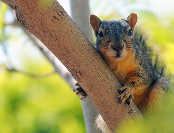 stock image Squirrel