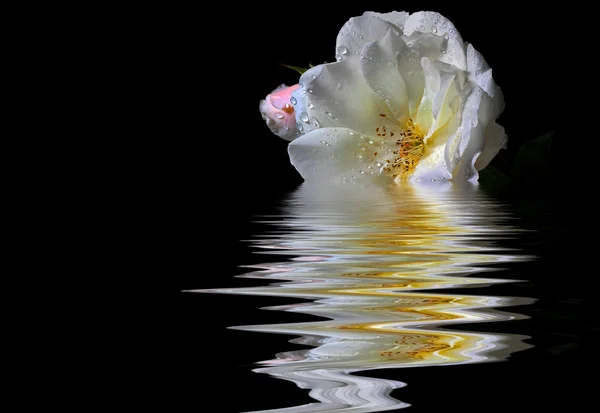 Vit ros i vatten — Stockfoto