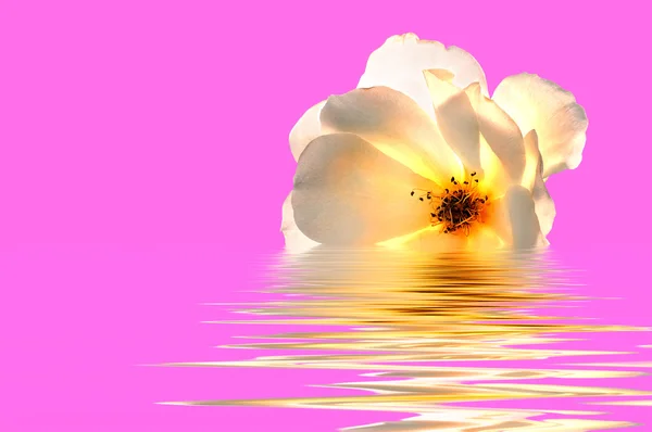 Rosa branca em rosa na água — Fotografia de Stock