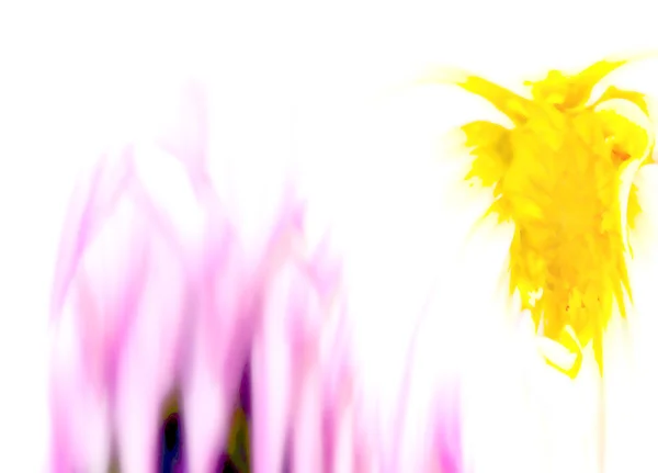 Цифровий квіткаDigitale de flori — стокове фото