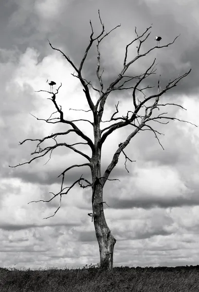 Zmarłe drzewo i dwa ptaki — Zdjęcie stockowe