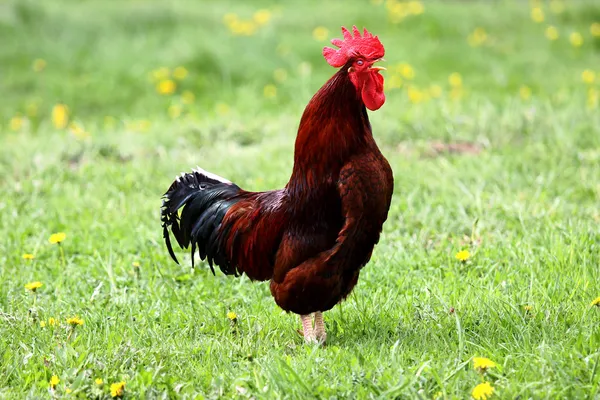 Crowing rooster — Stock Photo, Image