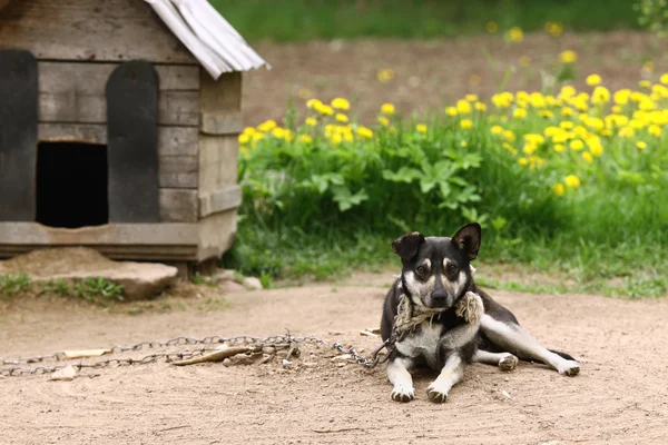 Köpek.