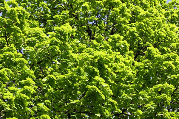 Green foliage — Stock Photo, Image