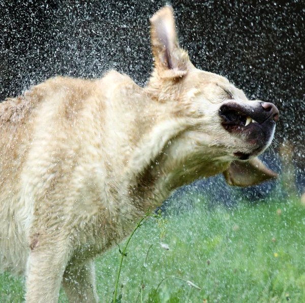 Labrador retriever skakar av vattnet — Stockfoto