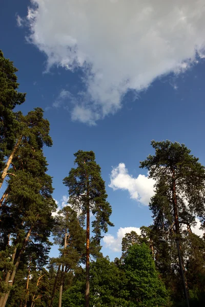 スカイラインや松の木 — ストック写真