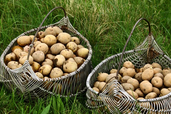 stock image Two potato baskets