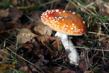 Fly agaric clipart