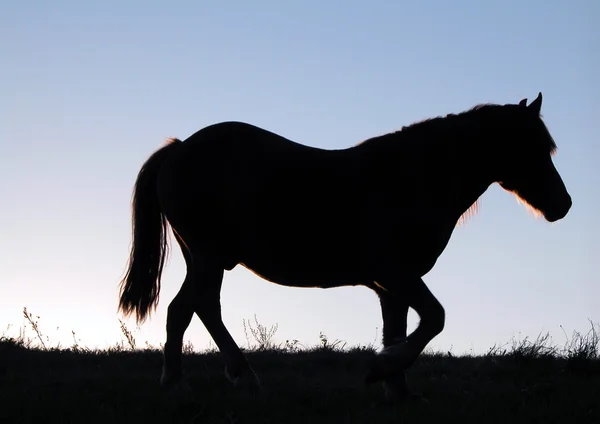 Running horse silhouette — Stock Photo, Image