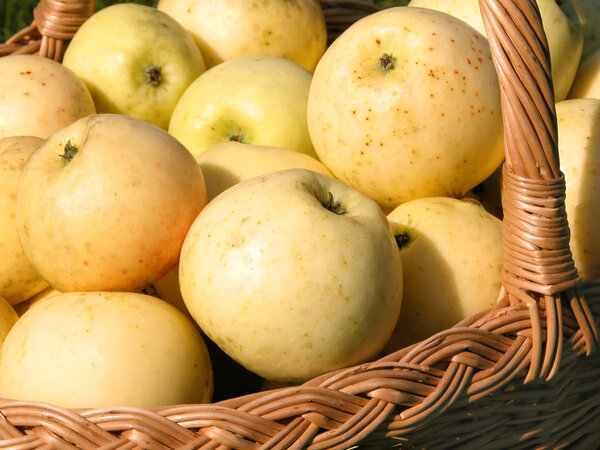 Basket Full Of Apples