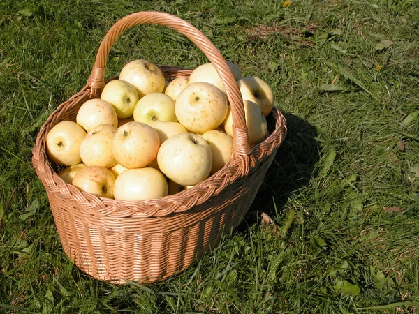 Coș plin de mere — Fotografie, imagine de stoc