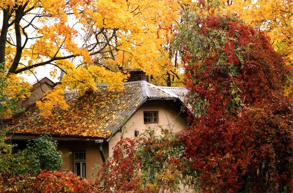 Stock image Fall colours