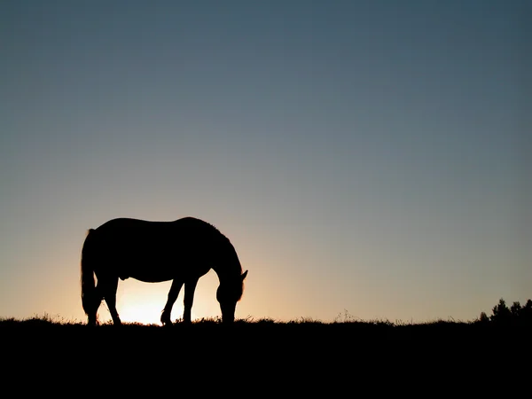 Paardensilhouet — Stockfoto
