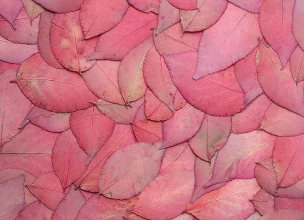 Красные листья фона — стоковое фото