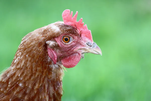 Hühnerkopf — Stockfoto