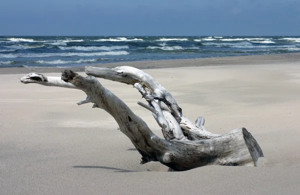 Ξυλεία driftwood — Φωτογραφία Αρχείου