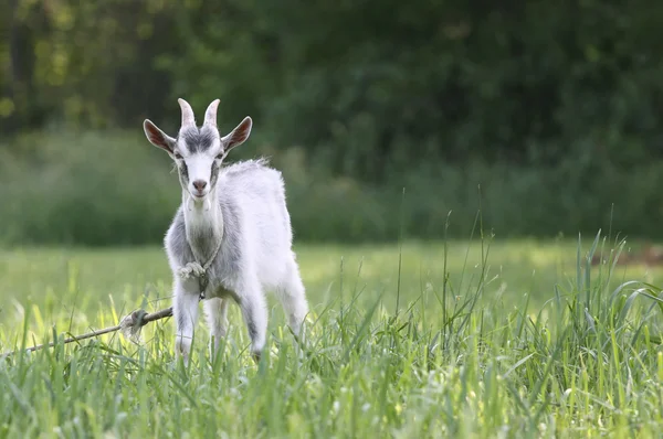 Tarladaki keçi — Stok fotoğraf