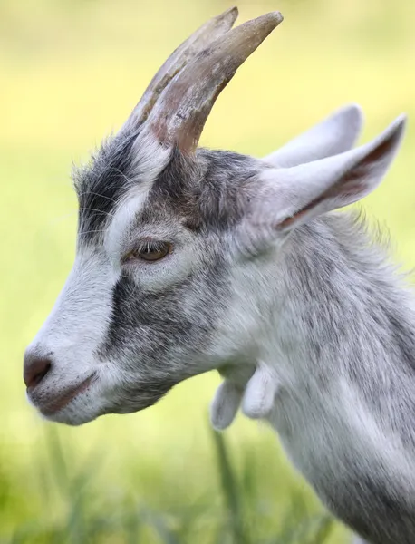 Рогатая коза — стоковое фото