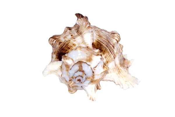 ザルガイの殻 — ストック写真