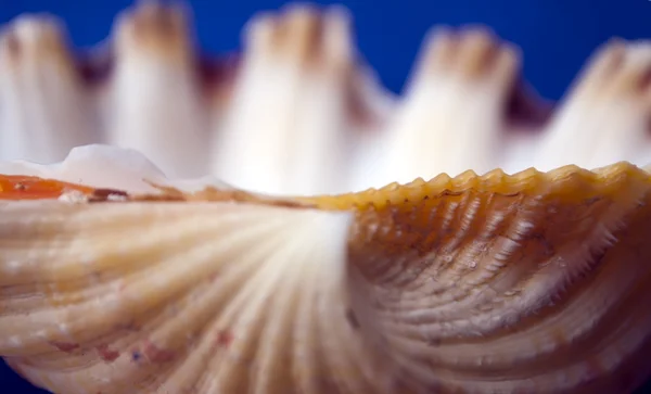 Cabrón grande — Foto de Stock