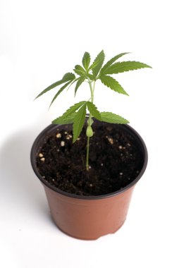 Young cannabis plant clipart