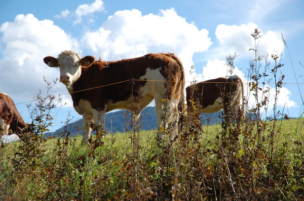 Cows in Austria — Stock Photo, Image