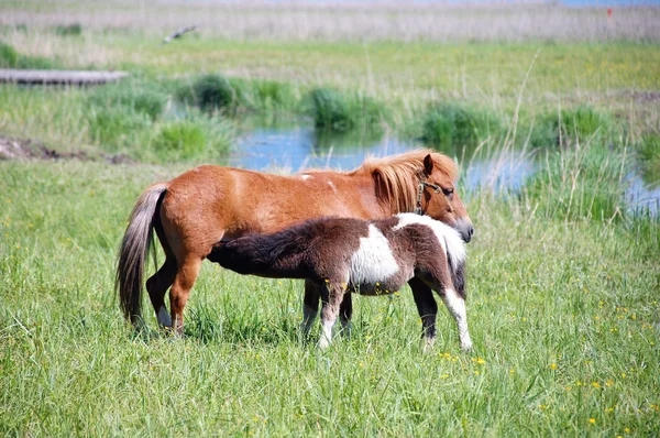 Pony suckle — Stock Photo, Image